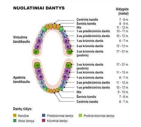 Schema, kaip dygsta kūdikio dantys