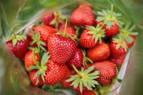 Šviežiai nuplautos braškės