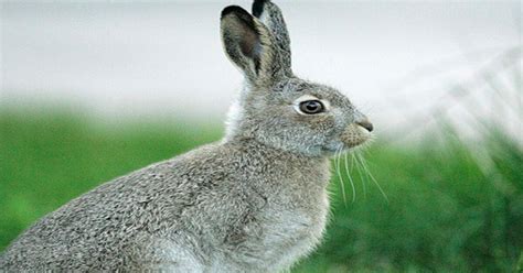 Rytų kalendoriaus gyvūnų ratas