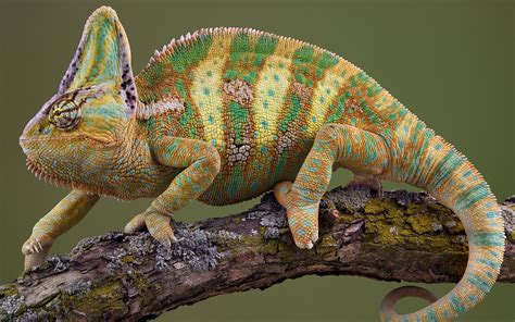 Schema, kaip chameleonas keičia spalvą