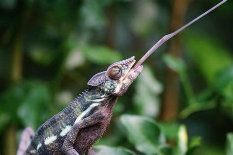 Jemeno chameleonas ir leopardinis chameleonas