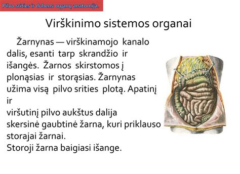 Schema, rodanti žmogaus pilvo ertmės organus