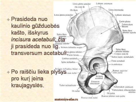 Klubo sąnario anatomija