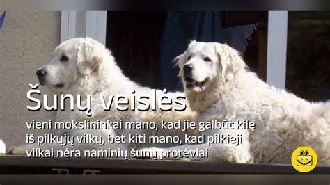 Šunų veisimo etika