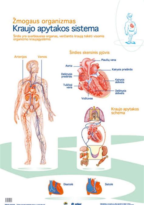 Scheminis vaisiaus kraujotakos ir kvėpavimo sistemos veikimo paaiškinimas gimdoje ir po gimimo