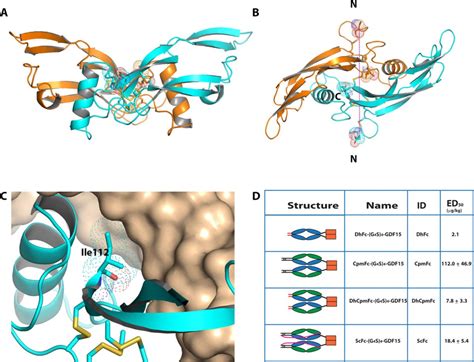 hormone GDF15 molecule structure