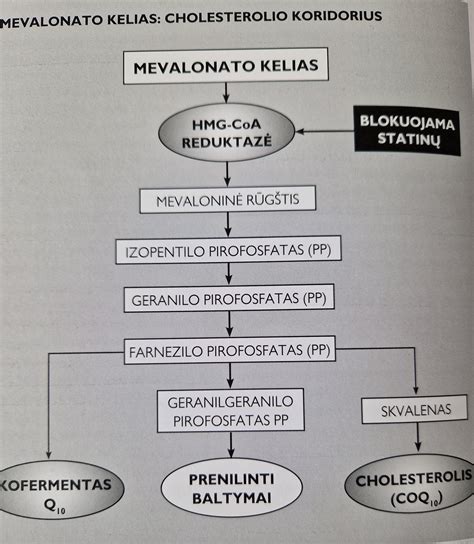 Schematinis vaizdas, kaip statinai veikia cholesterolio gamybą kepenyse