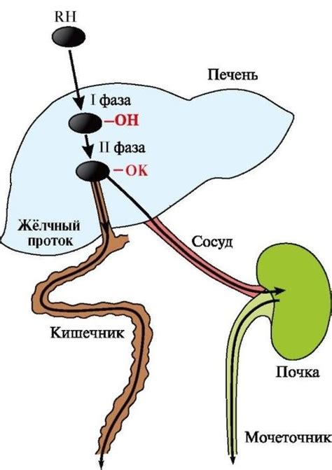 Žmogaus kepenų schema