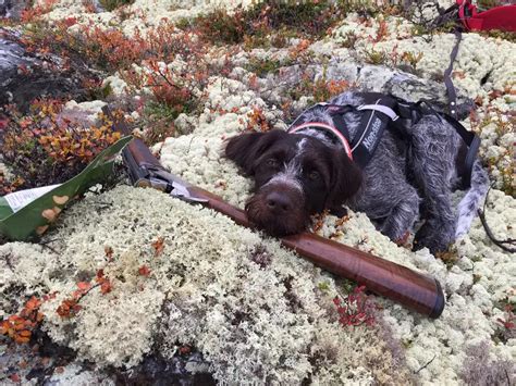 Medžiotojas su šunimi gamtoje