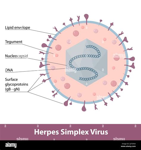 Schema: Herpes simplex viruso perdavimas