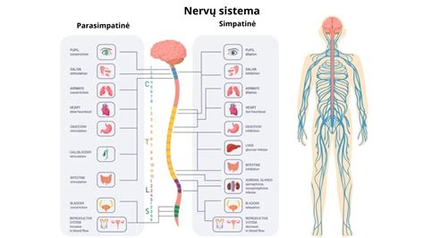 Scheminė iliustracija, kaip veikia elektrinė stimuliacija nervų laidumo tyrimui