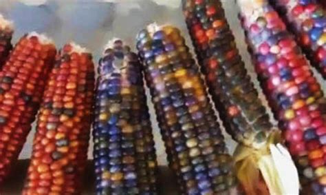 Vaivorykštės spalvų kukurūzų burbuolės