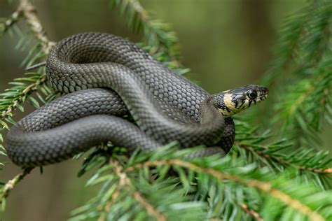 Nuotrauka, iliustruojanti KT skenavimą