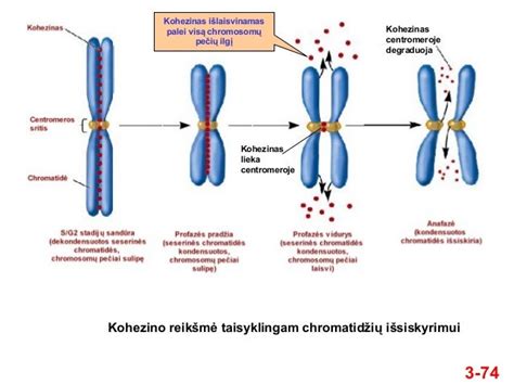 Skeletinė schema, iliustruojanti chromosomų poras XX ir XY