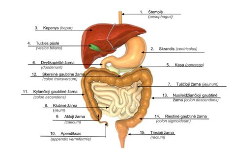 Nėščiosios pilvo anatomija