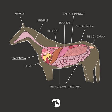 Schema, iliustruojanti diafragmos išvaržą