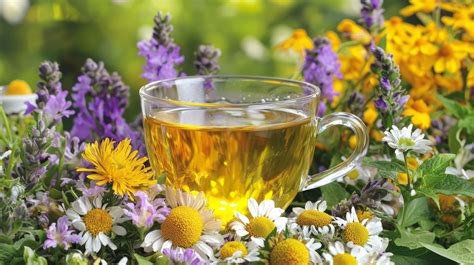 Grafikas su žolelėmis, kurių reikėtų vengti nėštumo metu