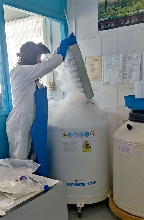 Nuotrauka, vaizduojanti embrionų šaldymą skystame azote