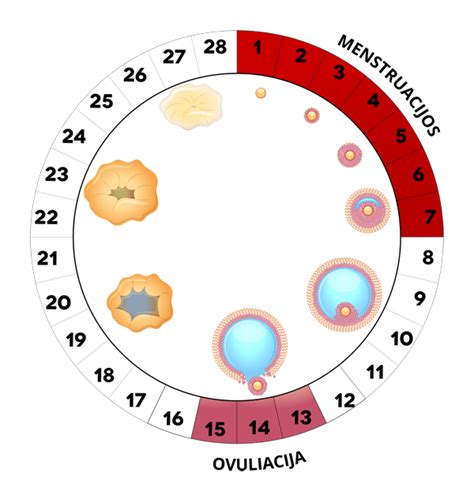 moters menstruacijų ciklo schema