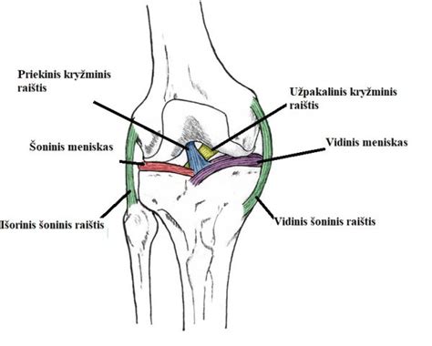 anatomija apvalusis raištis
