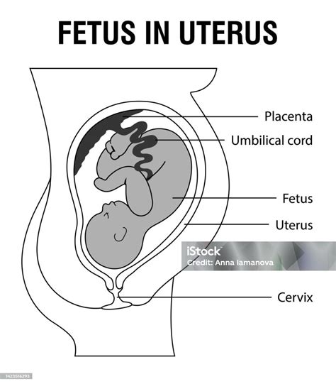 schema of uterus and fetus