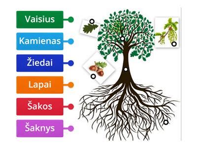 simbolinė medžio augimo schema