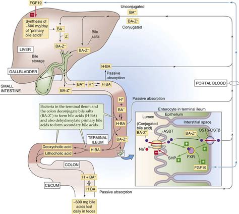 schematic representation of bile production and flow