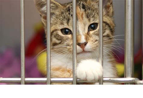 Gyvūnų prieglaudos savanoriai rūpinasi katėmis