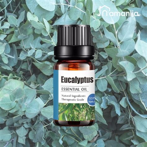 Eukalipto lapai ir eterinis aliejus