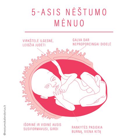Schema, kaip vystosi vaisius nėštumo savaitėmis