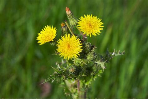 Kiaulpienės žiedai ir lapai, kaip natūralūs dažai