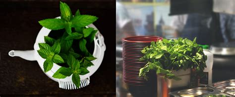 Pipirmėtė ir vyriška sveikata