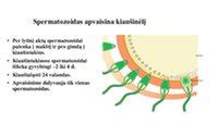 Schema, rodanti žmogaus embriono ir vaisiaus kritinius raidos periodus.