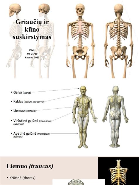 Infografika: auklės amžiaus ir patirties skirstymas Kaune