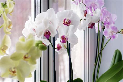 Simbolinis paveikslas, vaizduojantis orchidėją ir kiaulpienę
