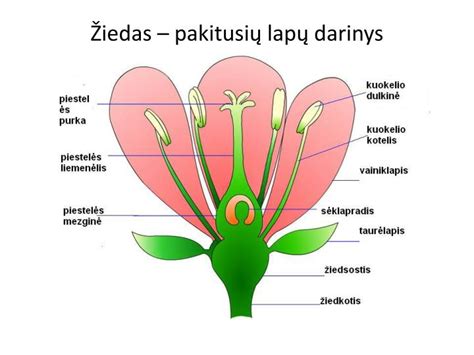 Schematinis augalo žiedo sandaros vaizdas