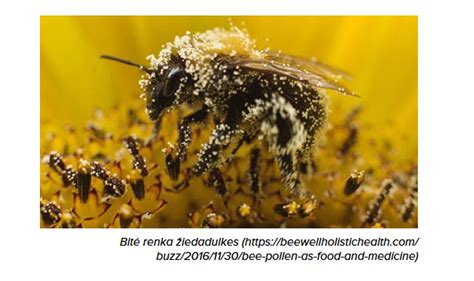 Žiedadulkės sudygimas ir dulkiadaigio augimas