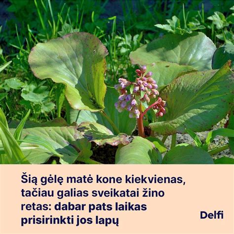 Kiaušialąstės sandara ir vieta augale