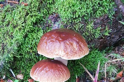 Infografika apie pagrindinius ovuliacijos simptomus