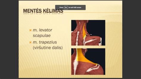 Sumažėjusio raumenų tonuso požymiai