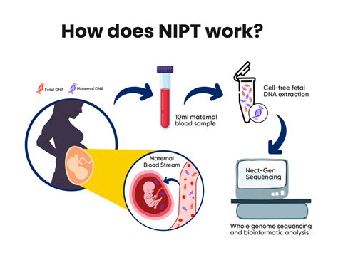 NIPT vaisiaus tyrimas