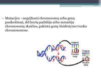 Schema, iliustruojanti chromosomų vaidmenį lemian lytį