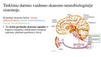 Schema, kaip veikia smegenų limbinė sistema ir jos ryšys su emocijomis