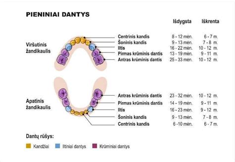 pieninių dantų vystymasis
