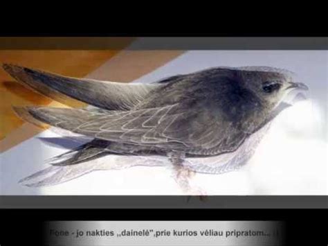 Juodasis čiurlys periantis pastato nišoje