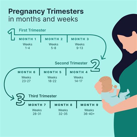 schema of pregnancy trimesters