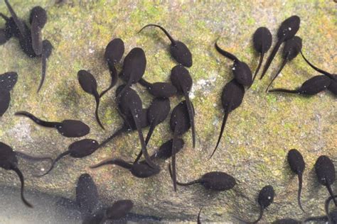 Varlės nerštas vandenyje