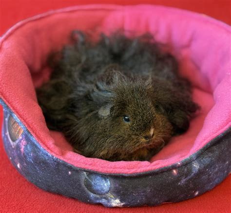 Vizualizacija skirtingų makšties išskyrų spalvų ir jų galimų reikšmių