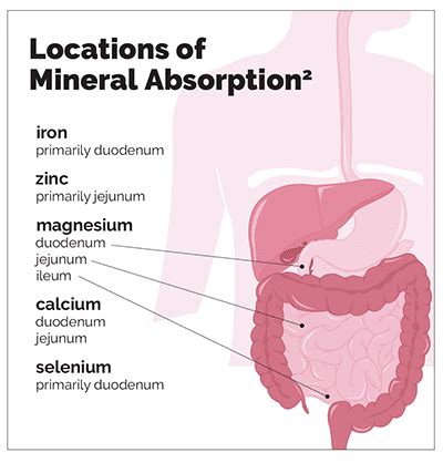 schema of mineral absorption in the body