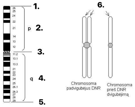 Vizualizacija chromosomų struktūros